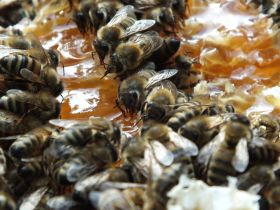 Bienen der Imkerei Ahrens bei der Produktion von Köstlichem Honig Bienen bei der Honigproduktion hier Heidehonig und Scheibenhonig